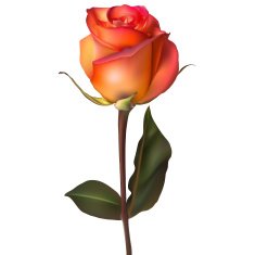 Orange red Rose EPS 10