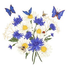 Greeting Card with Blooming Chamomile N4