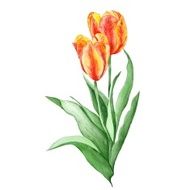 Tulip Botanical Illustration