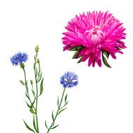 Aster Pink flower Knapweed flower