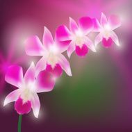 Beautiful Orchids on blurred dark background Vector
