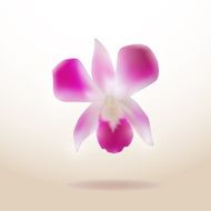 Beautiful Orchid isolated on white background Vector