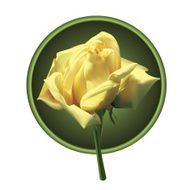 Yellow Rose N2