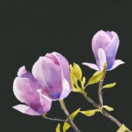 Watercolor magnolia flowers