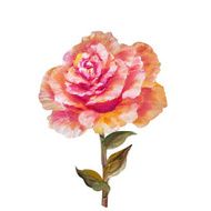 Vinage pink rose