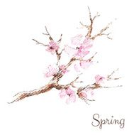 Watercolor branch of cherry blossoms N2