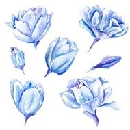 Set of Watercolor Hand-painted Tulips