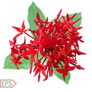Red ixora flower on A White Background Vector