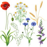 Wildflowers Set