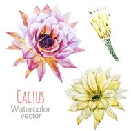 cactus flowers N2