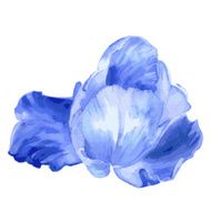 Watercolor blue flower on white background N2