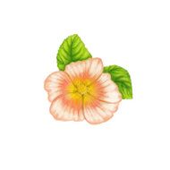 Sida cordifolia