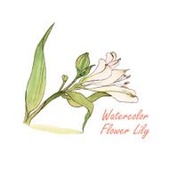 White watercolor Lily flower vector
