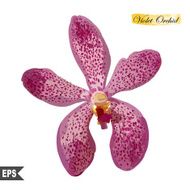 Isolated flower orchid on a background Vector eps 10 N2