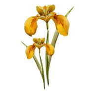 Iris flowers N2