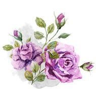 Nice roses N3