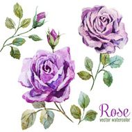 Nice roses N4