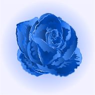 Flower blue rose vector