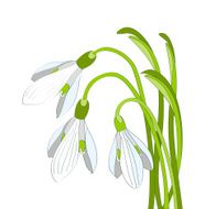 snowdrop flowers