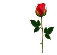 Flower background with a beautiful red rose Vector