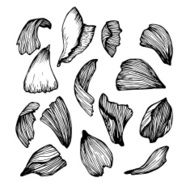 Hand drawn vector illustration - Collection of rose petals