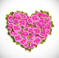 heart of pink roses N2