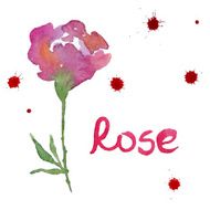Rose flower watercolor illustration
