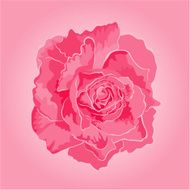 Rose pink separate vector