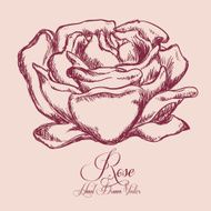 Rose Flower N5