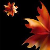 Rose petal Fire flaming flower N5