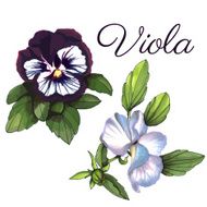 Viola Watercolor floral background set of two flowers