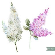 Lilac branch