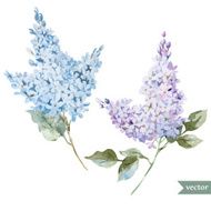 Lilac branch N2