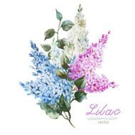 Lilac branch N4