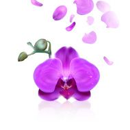 purple orchid with water drops