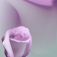 Delicate romantic background with pink rose N2