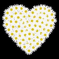 White heart shaped daisy flower