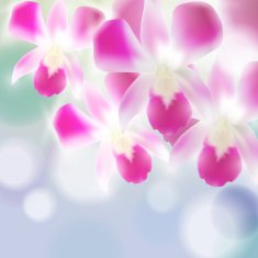 Beautiful Orchids on blurred blue background Vector