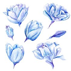 Set of Watercolor Hand-painted Tulips