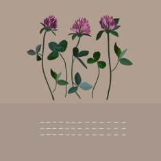 Clover flowers notebook