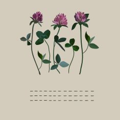 Clover flowers notebook N2
