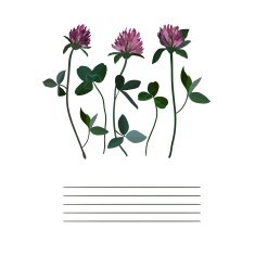 Clover flowers notebook N3