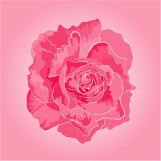 Rose pink separate vector