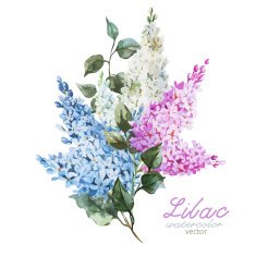Lilac branch N4