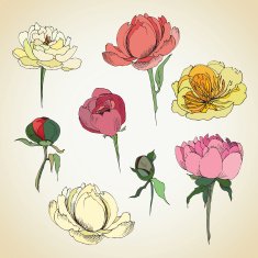 Flowers sketch N3
