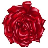Rose N25