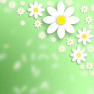 Spring daisy flowers background
