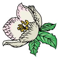 spring flower N3