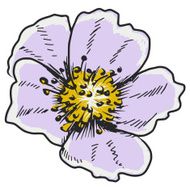 primrose
