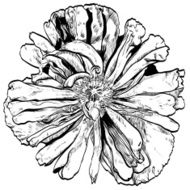 Isolate poppy realistic on the whitr background